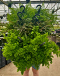 8" Fern Maidenhair Assortment HB